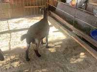 Ziege, Czech Brown Shorthaired goats — Foto 4