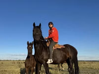 Stute, Friesian — Foto 8