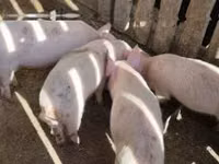Schweine (Partie, Geschlecht nicht angegeben), Schweine — Foto 6