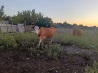 Kuh, Simmental cattle — Foto 3
