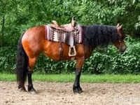 Stute, Friesian — Foto 1
