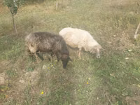 Schaf, Schafe — Foto 2