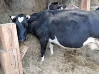母牛, Swiss cattle — 照片 6