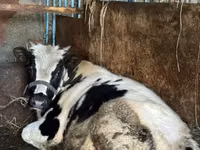 Toro, Russian Black pied cattle — foto 4