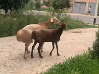 نعجة, الأغنام — الصورة 5