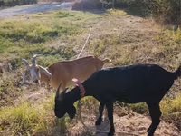 Echki, Nubian Goat — 3-rasm