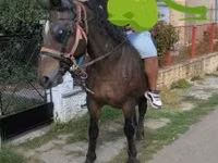 Mare, Horses — photo 3