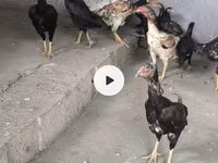 Chickens — Foto 2