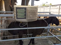 Widder, Blackheaded Persian sheep — Foto 1