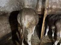 Kuh, Swiss cattle — Foto 5