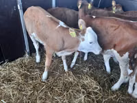Rinder (Partie, Geschlecht nicht angegeben), Simmental cattle — Foto 1