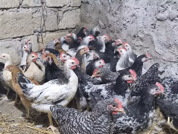 Chickens