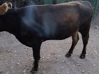 Kuh, Swiss cattle — Foto 4