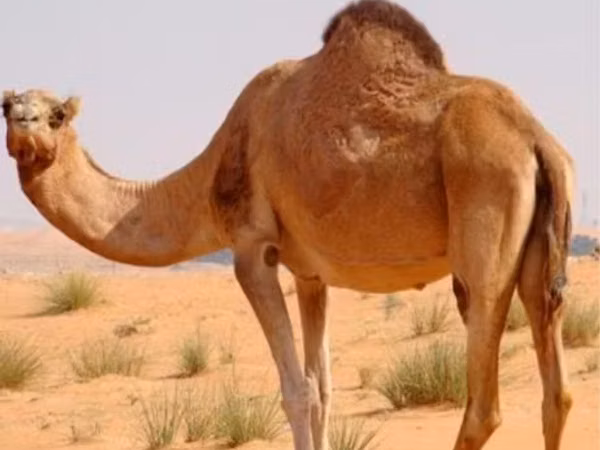 Kamele (Partie, Geschlecht nicht angegeben), Kazakh Bactrian camel