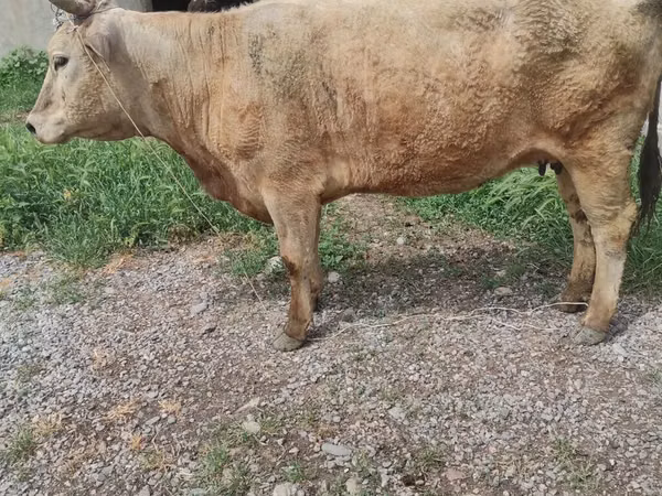 母牛, Cattle