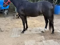 Yegua, Caballos — foto 3