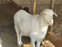Cabra, Saanen goat — foto 2
