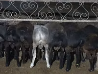Қойлар (топ, жынысы көрсетілмеген), Қойлар — 2-сурет