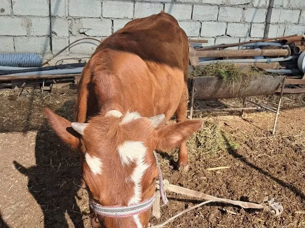 Bovinos (lote, sexo no especificado), Simmental cattle