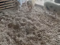 Schweine (Partie, Geschlecht nicht angegeben) — Foto 1