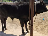 Букачар, Швиц породу — сүрөт 7