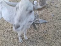 母山羊, Saanen goat — 照片 2
