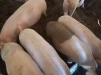 公猪, Pigs — 照片 4
