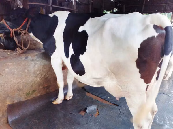 Kuh, Holstein-Rasse