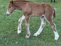 Toychoq, Gypsy horse — 2-rasm