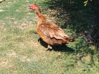 Hausente — Foto 2