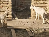 母山羊, Goats — 照片 2