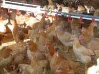 Chickens — Foto 3