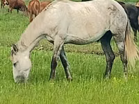 Yegua, Arabian horse — foto 3