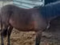 Caballo, Caballos — foto 6