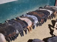 Қошқар, Қойлар — 1-сурет