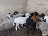 كبش, الأغنام — الصورة 1