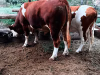 公牛, Simmental cattle — 照片 4