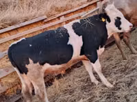 ثور, Simmental cattle — الصورة 4