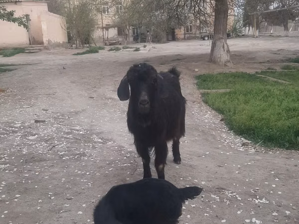 Ziege, Ziegen — Usbekistan