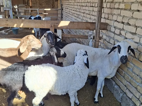 Sheep (batch, sex not specified), Sheep