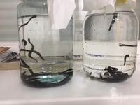 Сифатли зулуклар — الصورة 1