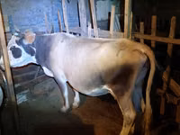Сиыр, Simmental cattle — 1-сурет