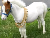 Caballo, Miniature horse — foto 3