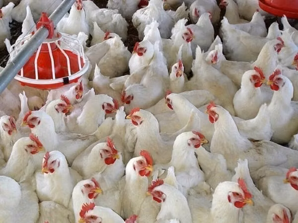 Chickens — Kirgisistan