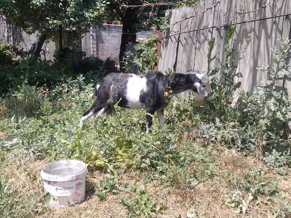 تيس, Saanen goat — قيرغيزستان