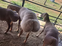 Қошқар, Arashan sheep — 1-сурет