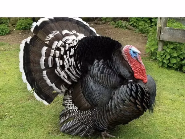 Turkeys — Kirgisistan