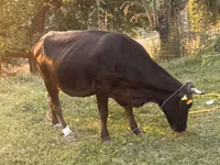 Уй, Сиырлар — сүрөт 2