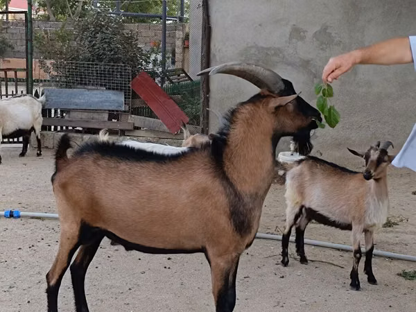 تيس, Alpine goat