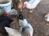 Chickens — foto 2